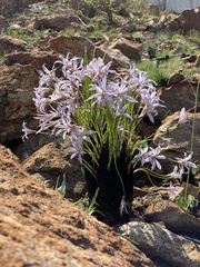 Xerophyta retinervis