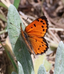 Lycaena clarki