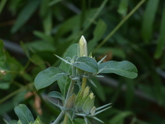 Barleria acanthoides