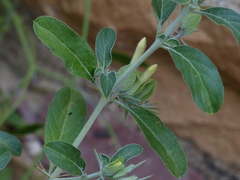Barleria acanthoides