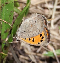 Lycaena clarki