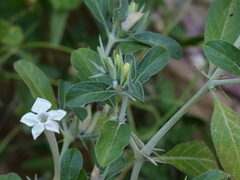 Barleria acanthoides