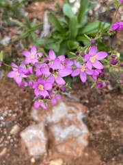 Centaurium erythraea