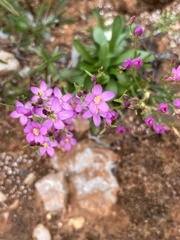 Centaurium erythraea
