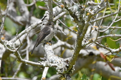 Muscicapa adusta adusta