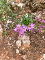 Centaurium erythraea