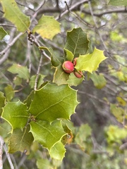 Plagiotrochus quercusilicis