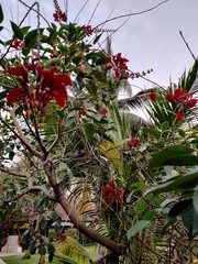 Erythrina crista-galli