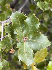 Plagiotrochus quercusilicis