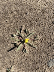 Camissoniopsis micrantha