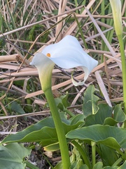 Zantedeschia aethiopica