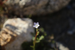 Gilia