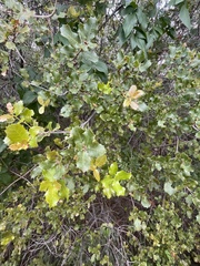 Plagiotrochus quercusilicis