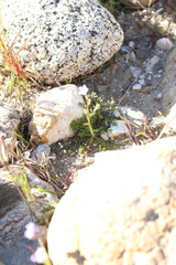 Gilia