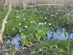 Zantedeschia aethiopica