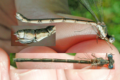 Lestes congener