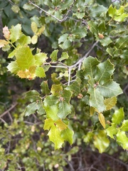 Plagiotrochus quercusilicis