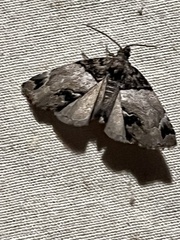 Cutina distincta