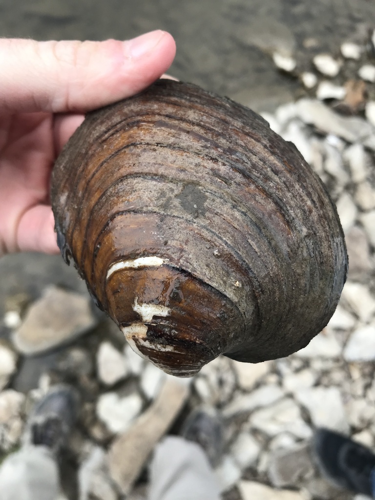 Round Pigtoe from Road P, Emporia, KS, US on February 26, 2023 at 12:18 ...