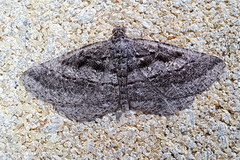 Rhoptria asperaria