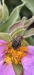 Tropinota squalida