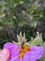 Tropinota squalida