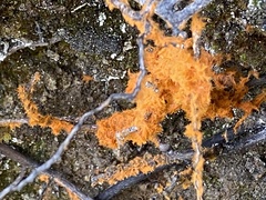 Trentepohlia aurea