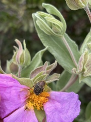 Tropinota squalida