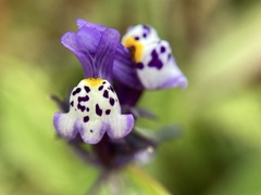 Linaria amethystea