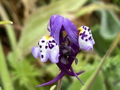 Linaria amethystea