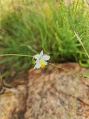 Chlorophytum cooperi