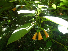 Solenophora calycosa