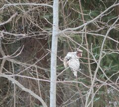 Dolichovespula media