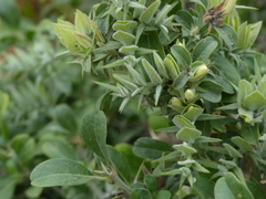 Barleria acanthoides