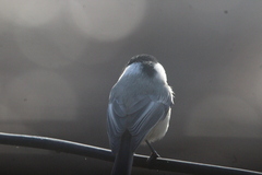 Poecile carolinensis