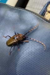 Retrachydes thoracicus