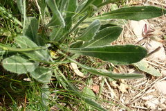 Biscutella laevigata