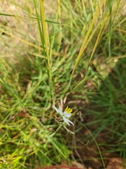 Chlorophytum cooperi