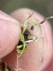 Callitriche marginata