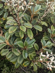 Brachyglottis elaeagnifolia