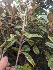 Brachyglottis elaeagnifolia