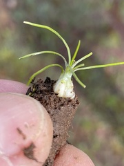 Isoetes orcuttii