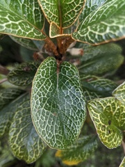 Brachyglottis elaeagnifolia