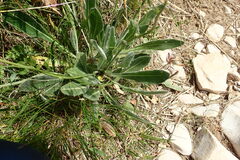 Biscutella laevigata