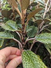 Brachyglottis elaeagnifolia