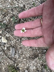 Tomostima cuneifolia