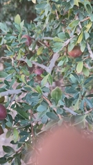 Argania spinosa