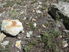 Artemisia scopulorum