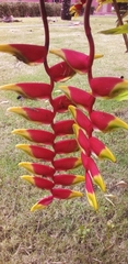 Heliconia rostrata