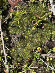 Geothallus tuberosus